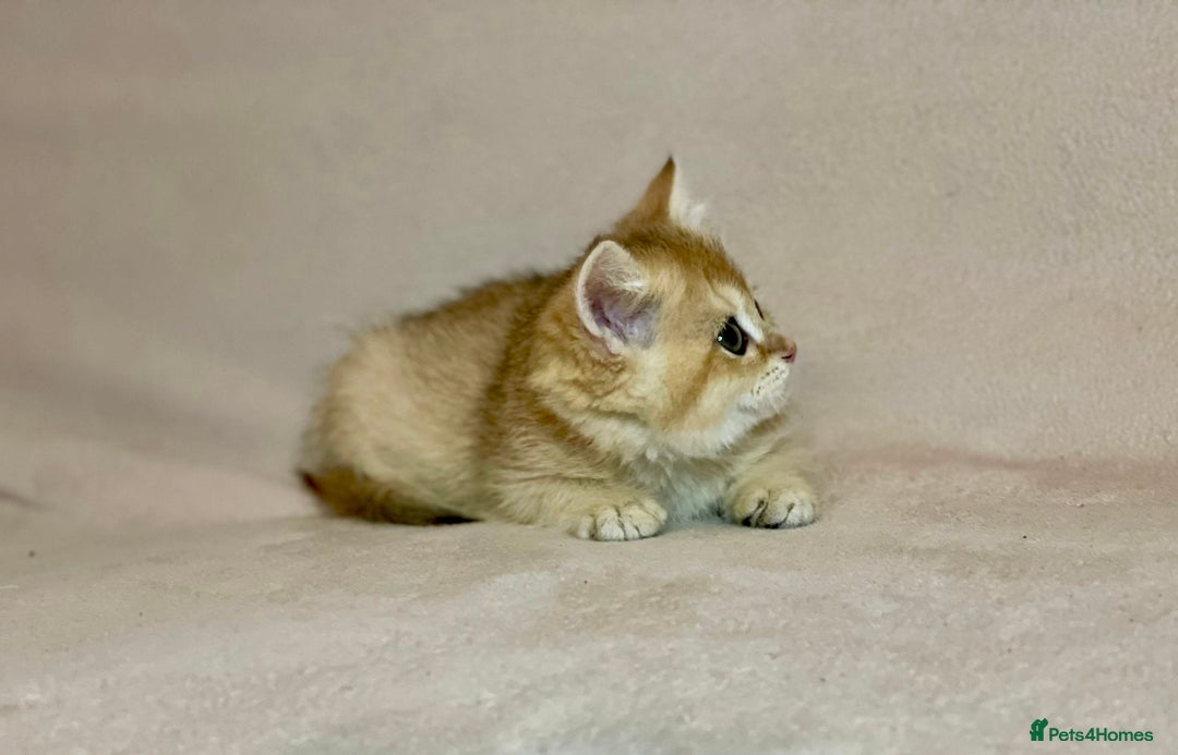 British Shorthair cats for sale: 🐾 Purebred BSH Kittens 🐾 - Advert 25