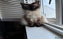Ragdoll cats for sale: Beautiful ragdoll kittens for sale  - Advert 14