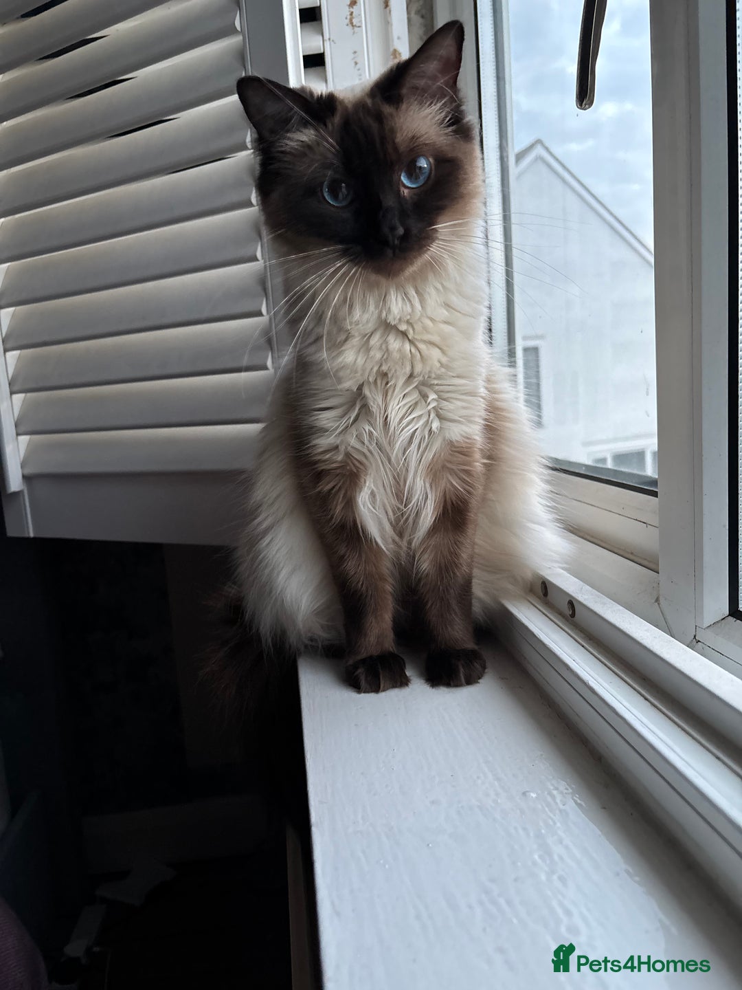 Ragdoll cats for sale: Beautiful ragdoll kittens for sale  - Advert 14