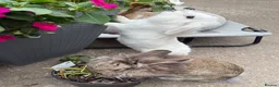 Mixed Breed rabbits for sale: Baby rabbits  in Wrexham - Advert 15