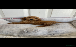 Cockapoo dogs for sale: Beautiful  Cockapoo puppies  - Image 20