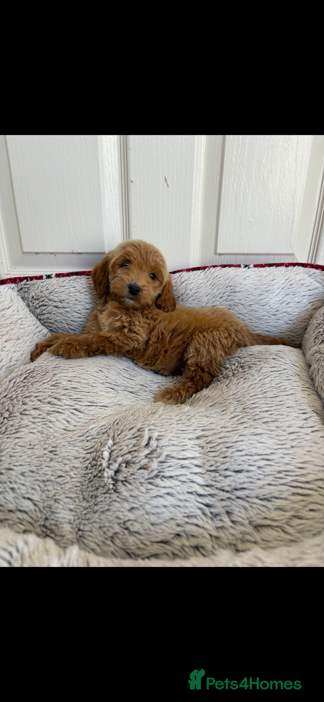 Cockapoo dogs for sale: Beautiful  Cockapoo puppies  - Image 20