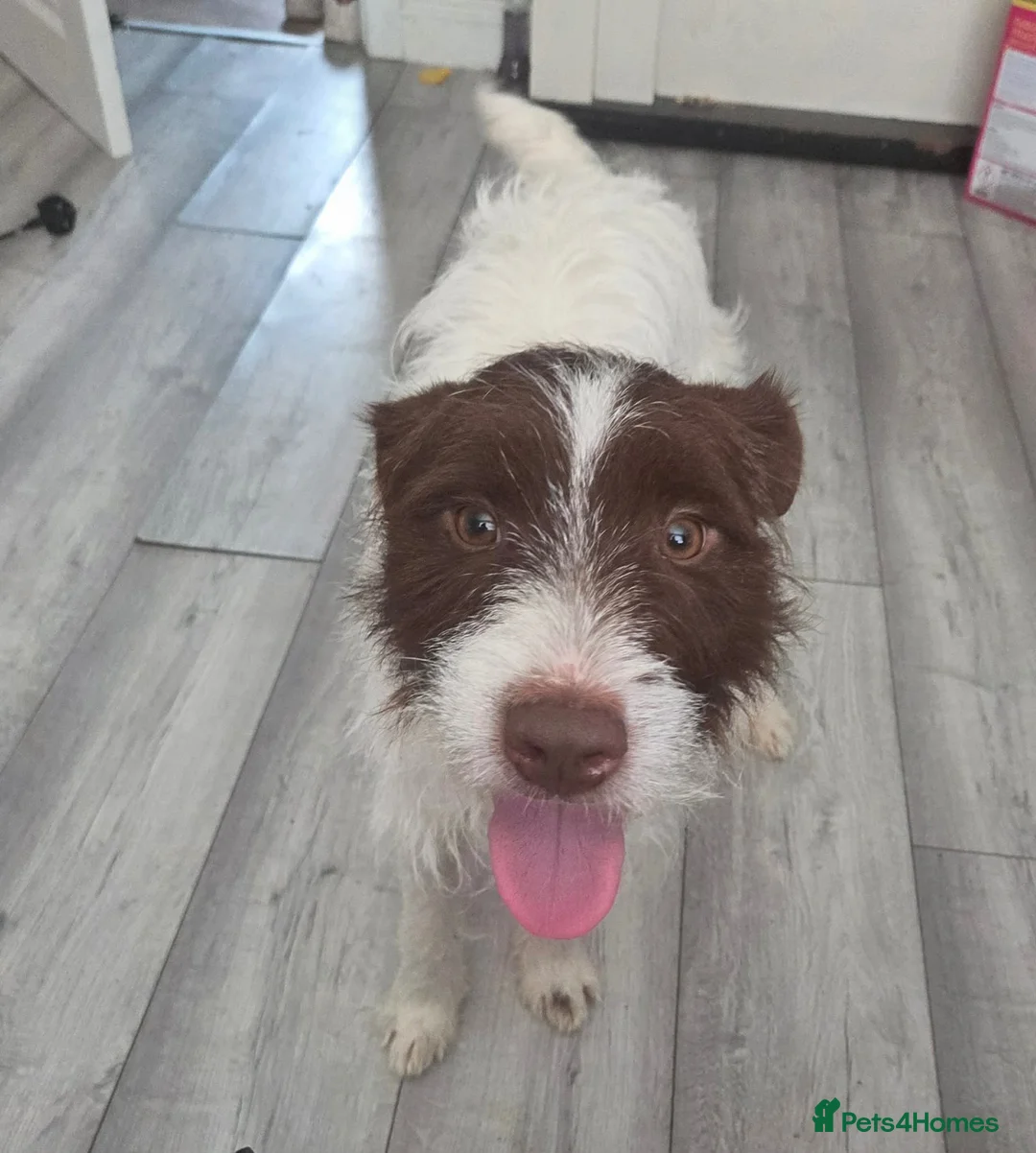 Patterdale Terrier dogs for sale: Patterdale terrier pablo - Advert 1