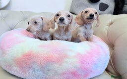 Miniature Dachshund dogs for sale: Miniature Dachshund 5 Star ⭐ Licensed Breeder - Image 5