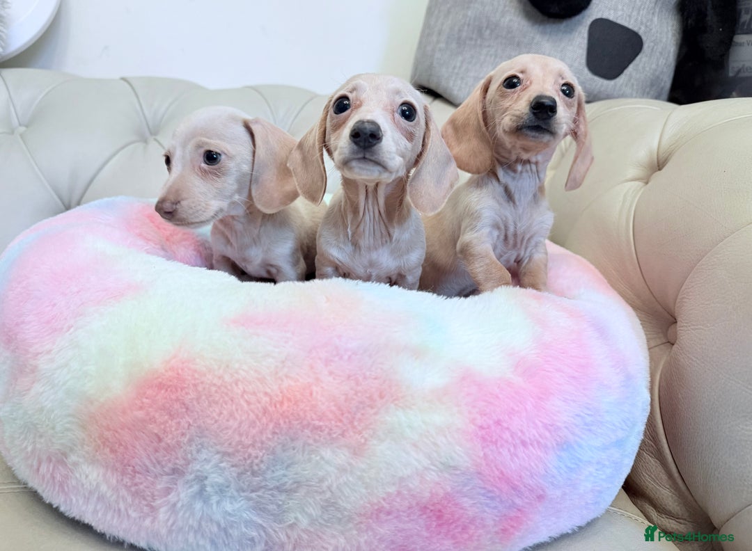 Miniature Dachshund dogs for sale: Miniature Dachshund 5 Star ⭐ Licensed Breeder - Image 5
