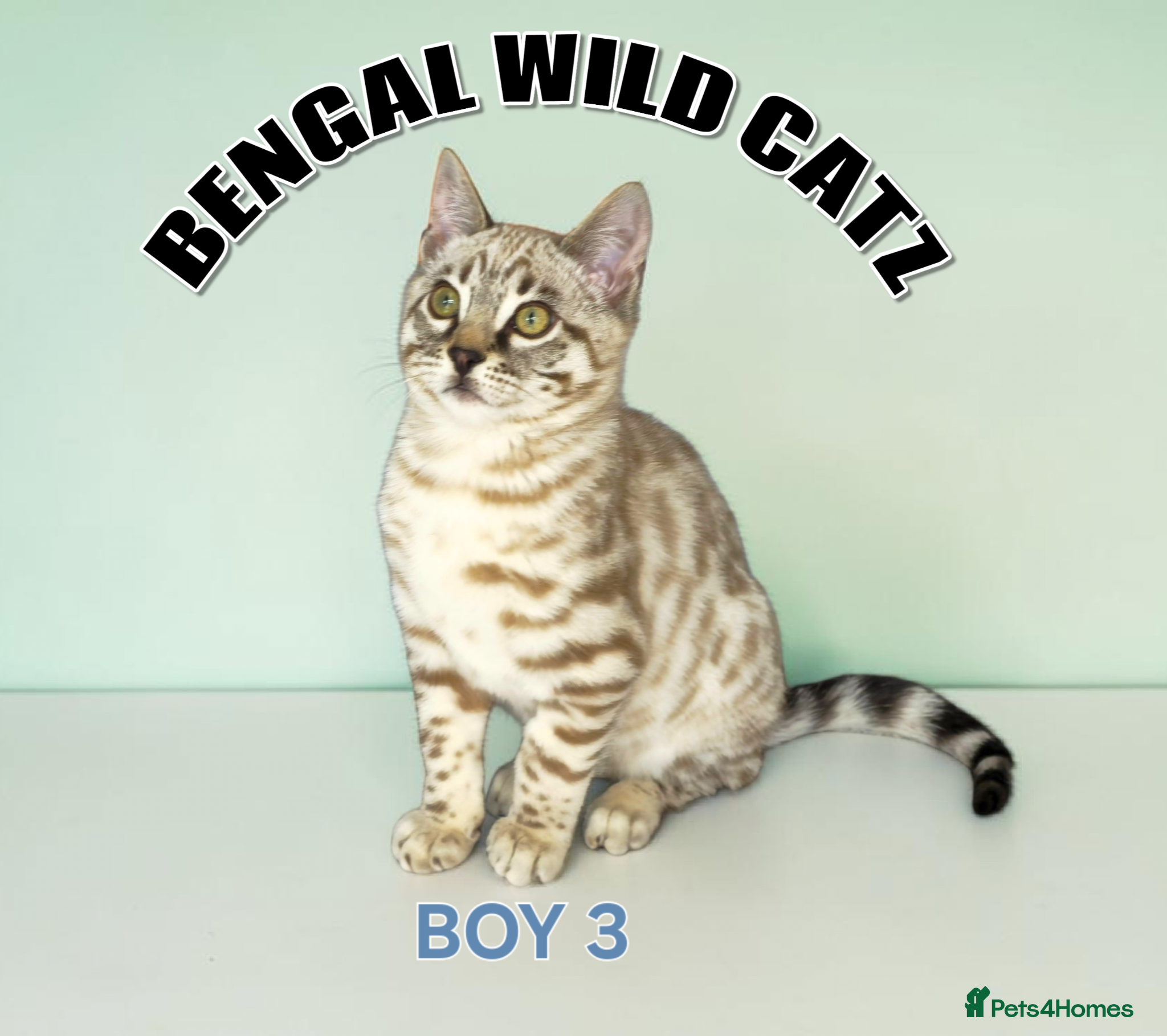 Bengal cats for sale: 4 bengal boys ready to leave now - Advert 6