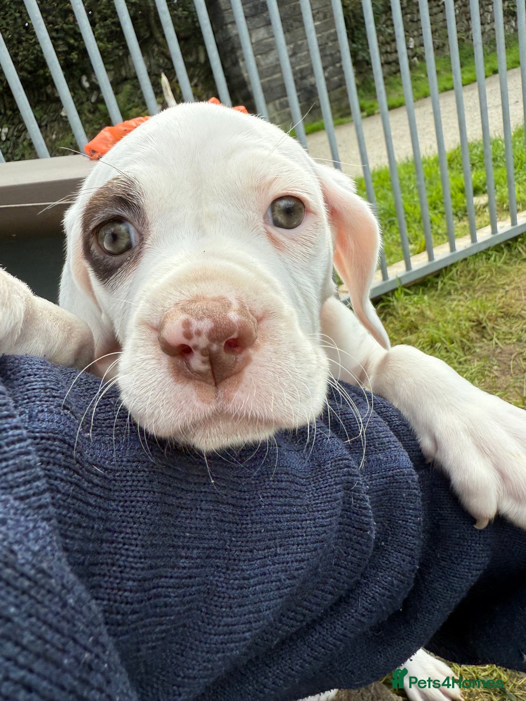 Braque du Bourbonnais dogs for sale: Braque du Bourbonnais Puppies - Image 26