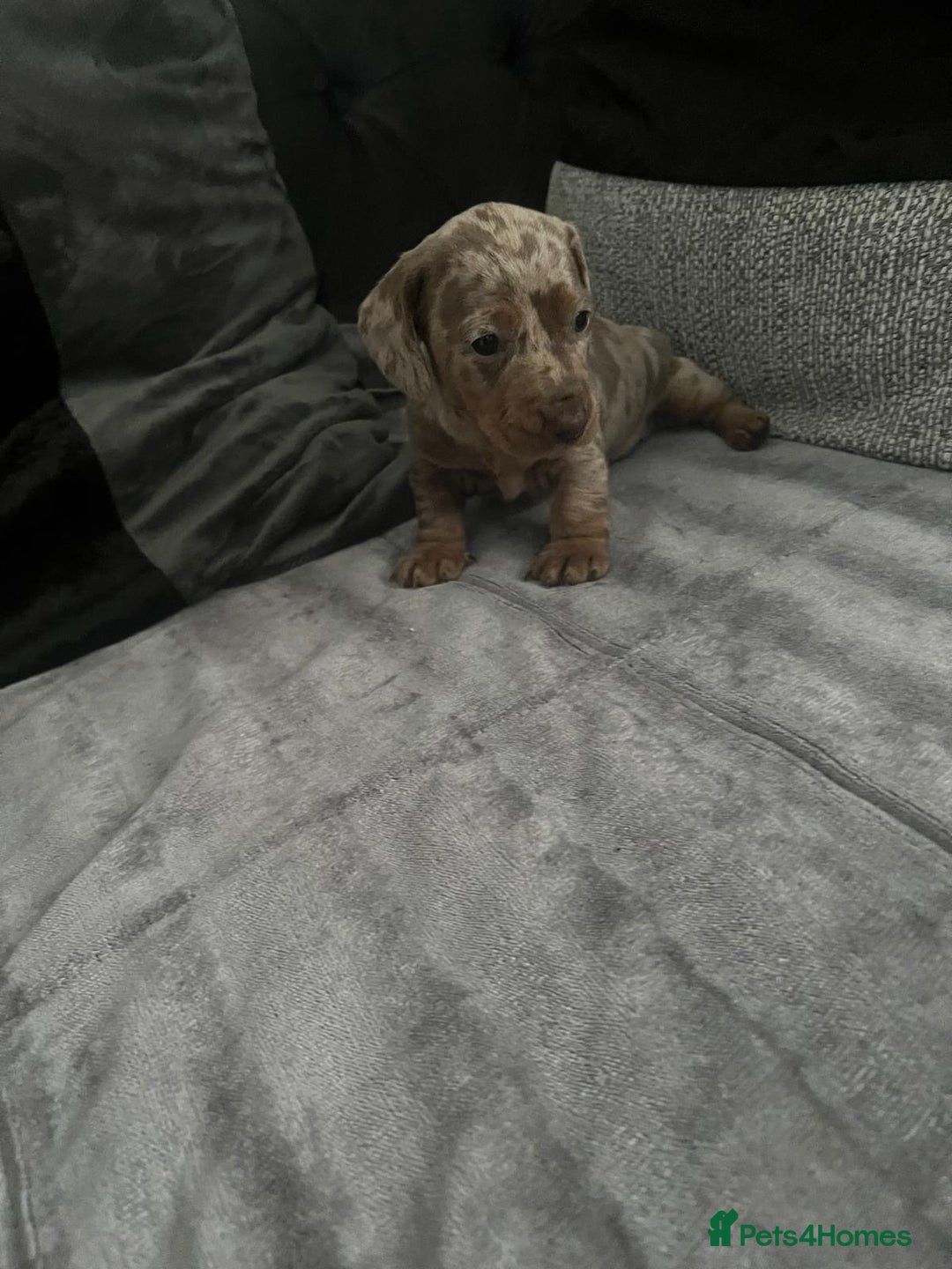 Miniature Dachshund dogs for sale: miniature dachshund puppies - Advert 14
