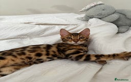 Bengal cats for sale: ❕Bengal cat for sale❕ - Image 1