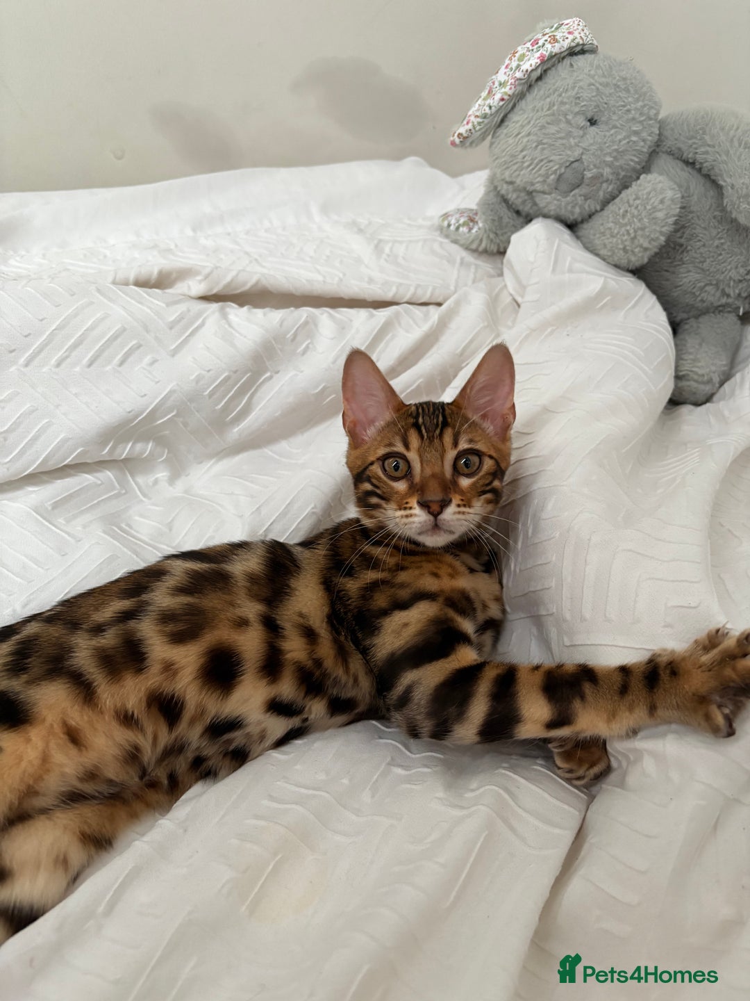 Bengal cats for sale: ❕Bengal cat for sale❕ - Image 1