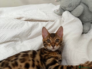 Bengal cats - Advert 5