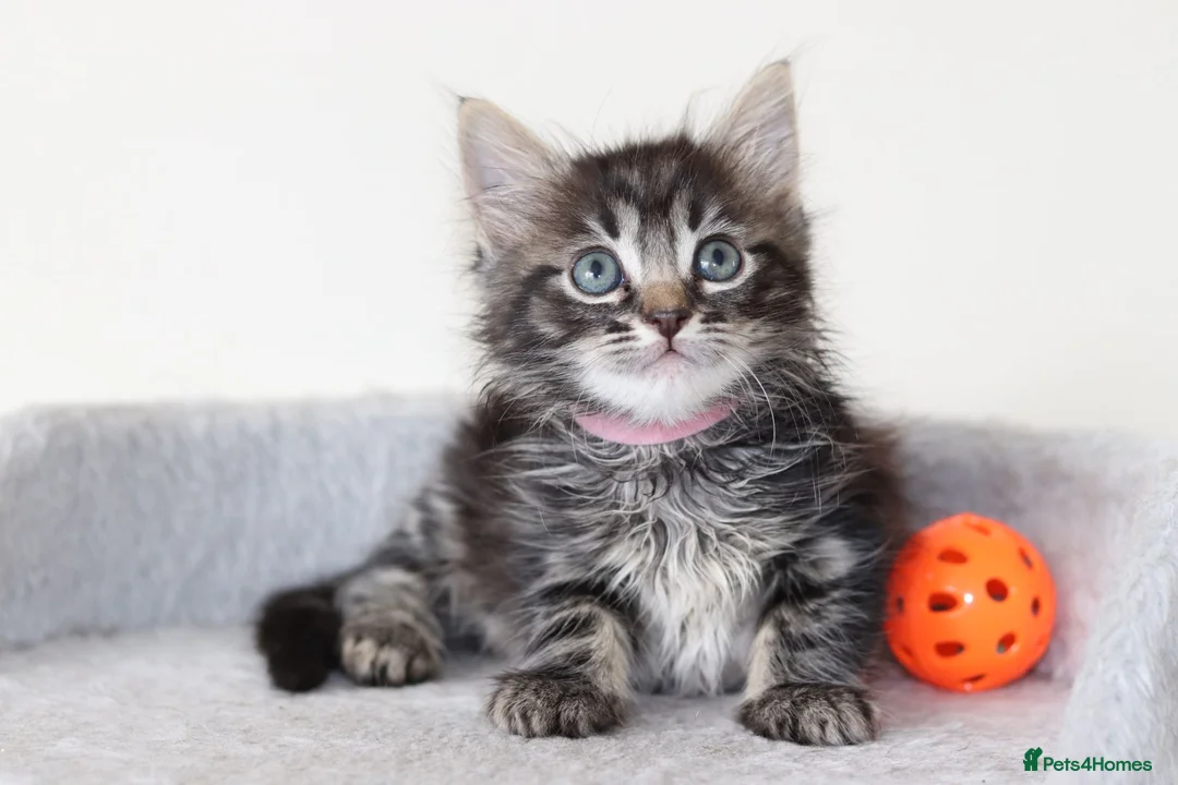 Mixed Breed cats for sale: Adorable Kittens Ready SOON - Advert 2