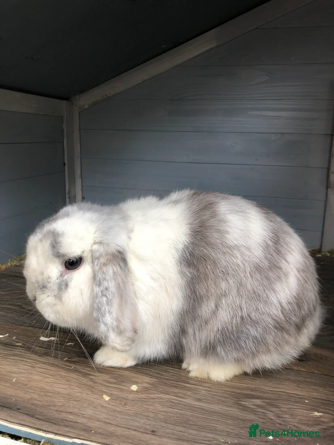 Mini Lop rabbits for sale: Beautiful Mini Lop male Rabbit  - Advert 1