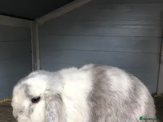 Mini Lop rabbits Beautiful Mini Lop male Rabbit - Advert 12