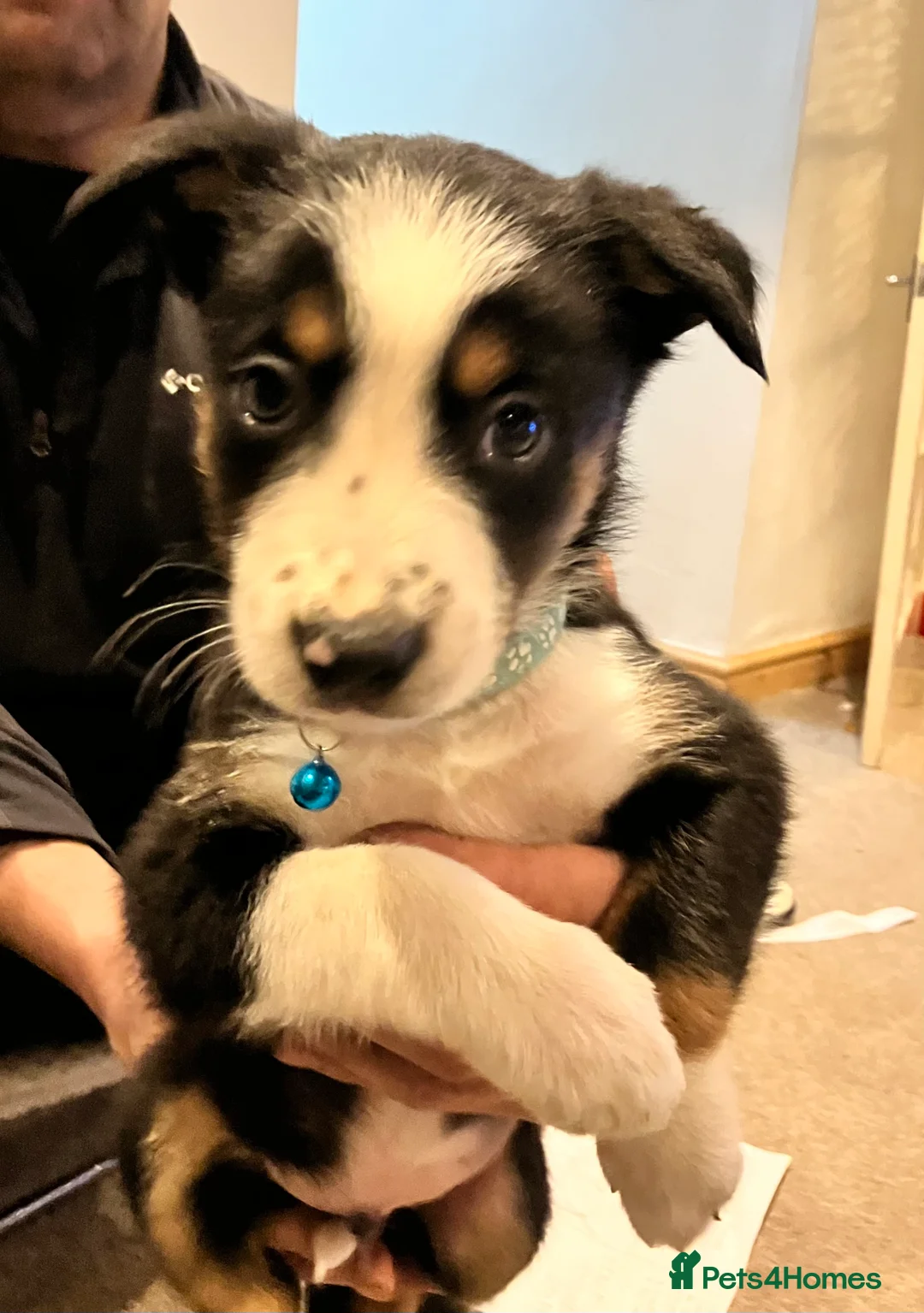 Border Collie dogs for sale: 2 male border collie pups  - Advert 8