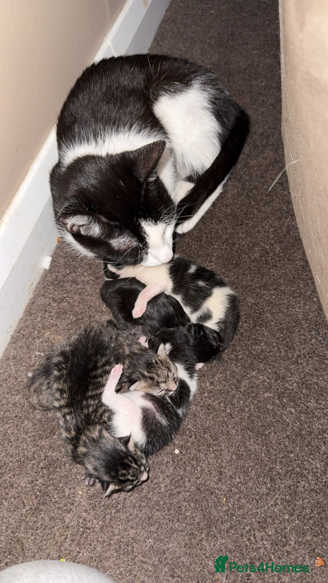 Domestic Shorthair cats for sale: Kittens for sale - Image 2