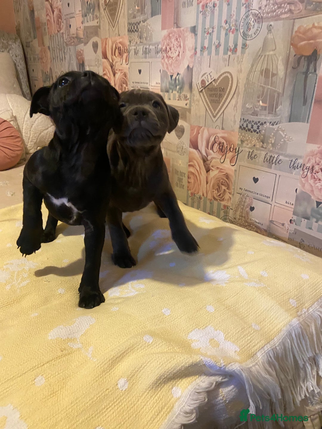 Staffordshire Bull Terrier dogs for sale: Beautiful Staffordshire bull terrier puppy’s  - Image 23