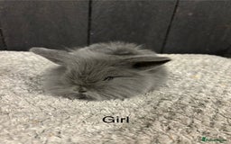 Mini Lop rabbits for sale: Stunning mini lop babies  - Image 2