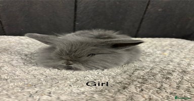 Mini Lop rabbits - Advert 11