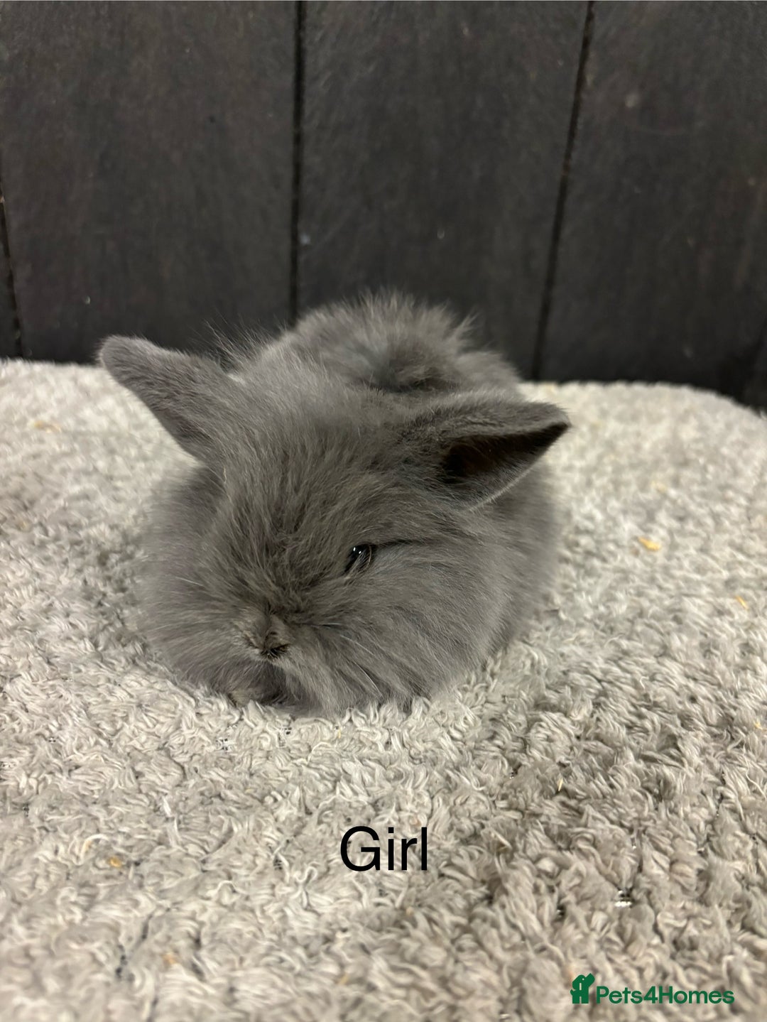 Mini Lop rabbits for sale: Stunning mini lop babies  - Image 2