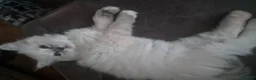 Ragdoll cats for sale: Ragdoll Kittens 😸 ♥️ - Advert 7