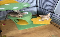 Abyssinian cats for sale: We are looking for a home in London - Image 1
