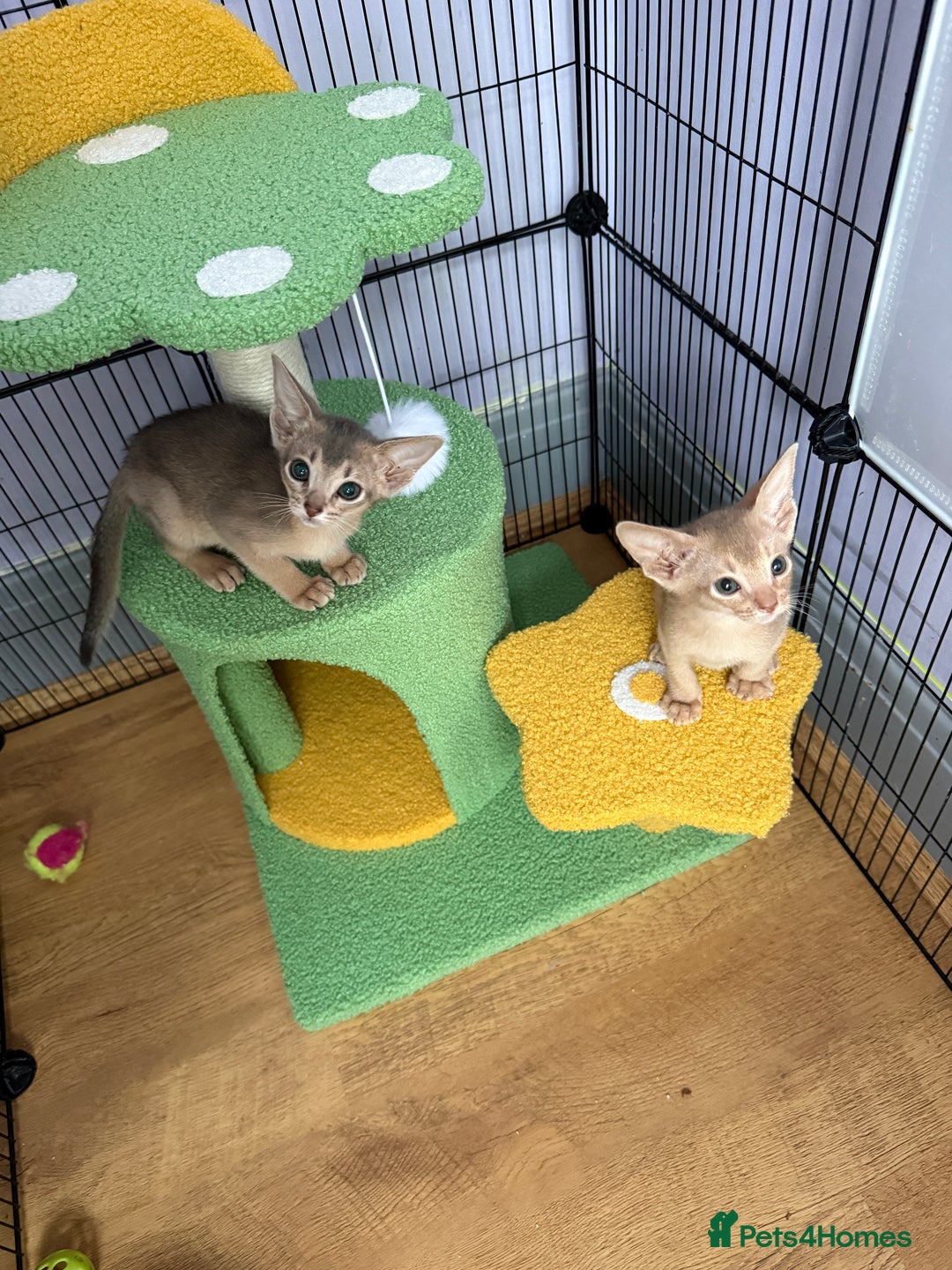 Abyssinian cats for sale: We are looking for a home in London - Image 1