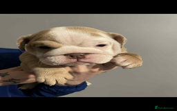 English Bulldog dogs for sale: DWKC STUNNING ENGLISH BULLDOGS. - Image 18
