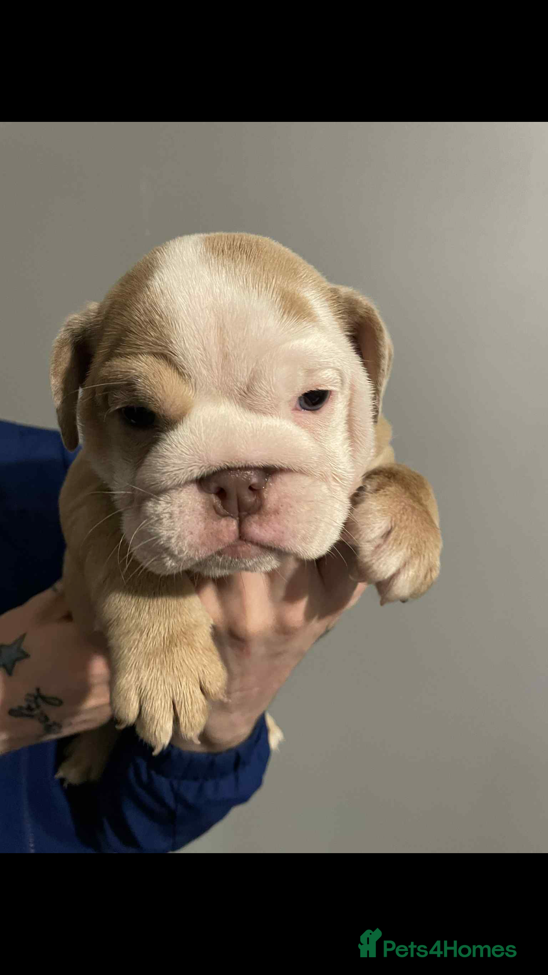 English Bulldog dogs for sale: DWKC STUNNING ENGLISH BULLDOGS. - Image 18