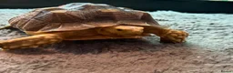 Tortoise reptiles for sale: Horsfield & Sulcata Tortoises – Pair  - Advert 3