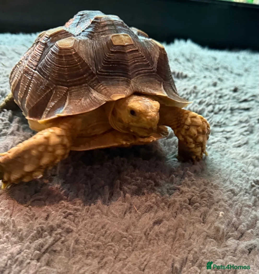 Tortoise reptiles for sale: Horsfield & Sulcata Tortoises – Pair  - Advert 3