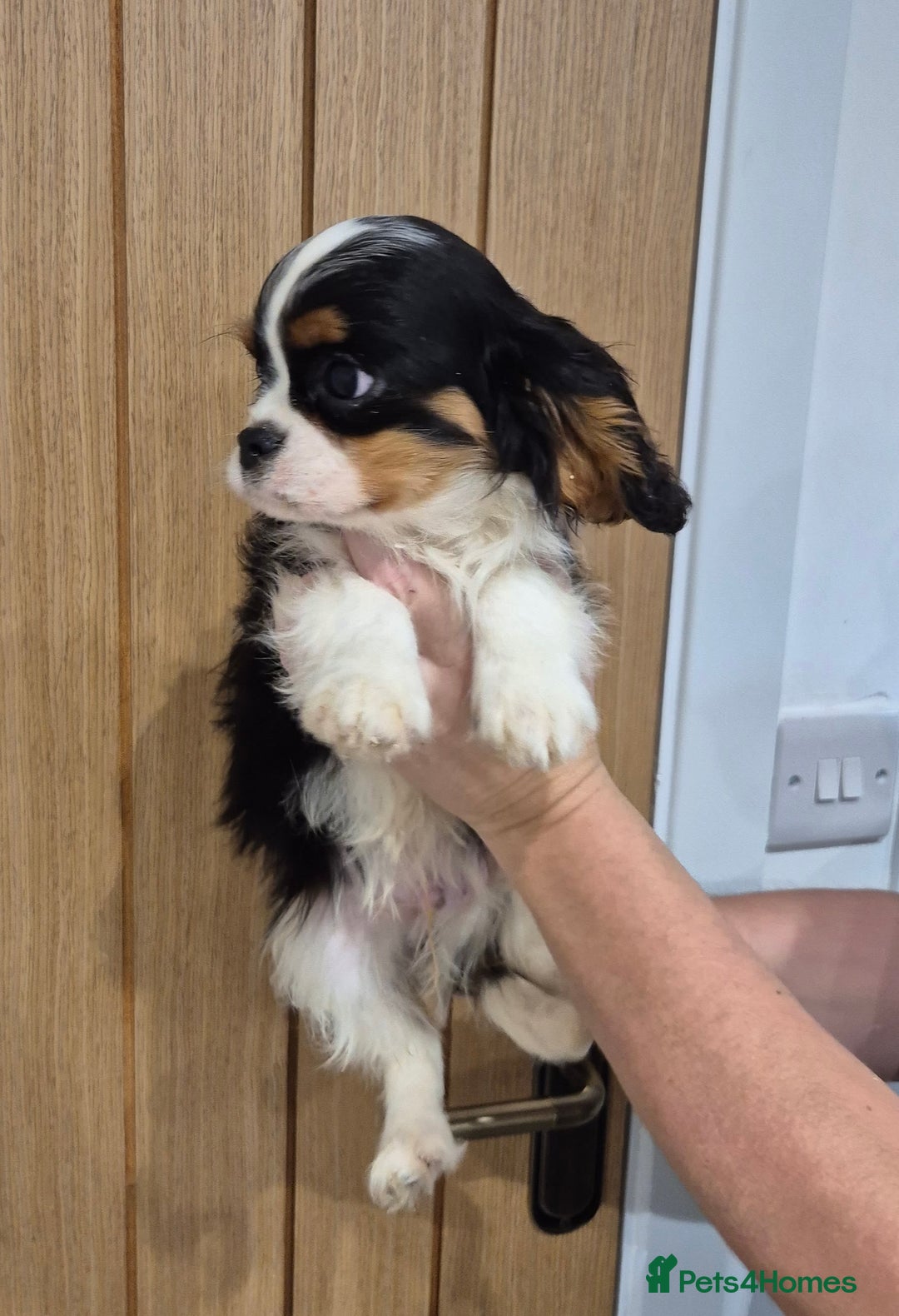 Cavalier King Charles Spaniel dogs for sale: KC Registered Cavaliers - Advert 2