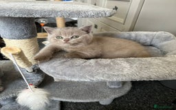 British Shorthair cats for sale: Stunning lilac BSH  - Image 22