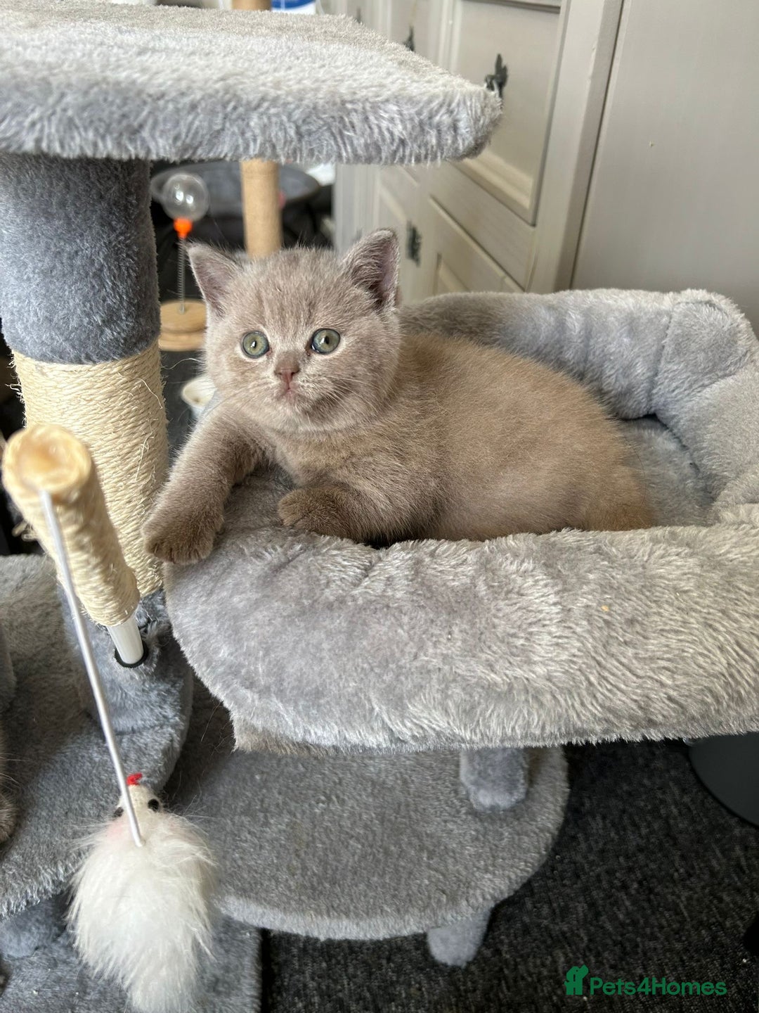 British Shorthair cats for sale: Stunning lilac BSH  - Image 22