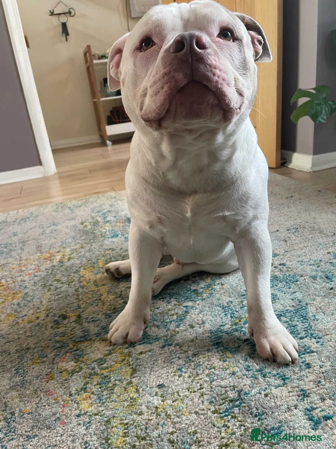 Miniature Bull terrier dogs for sale: Two gorgeous dogs need a good home  - Advert 7