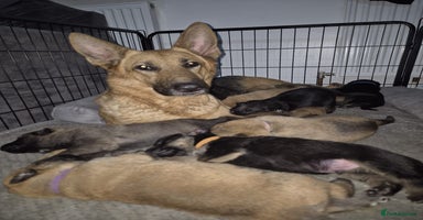 German Shepherd dogs - Advert 4