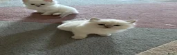 Ragdoll cats for sale: RARE FAWN POINT KITTENS - Advert 10
