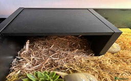 Turtle reptiles for sale: Horsefield turtle - Image 7