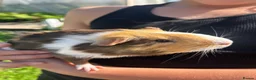Guinea Pig rodents for sale: Guinea Pigs for sale  - Advert 3