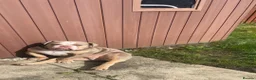 English Bulldog dogs for sale: Frank in Leeds - Advert 4