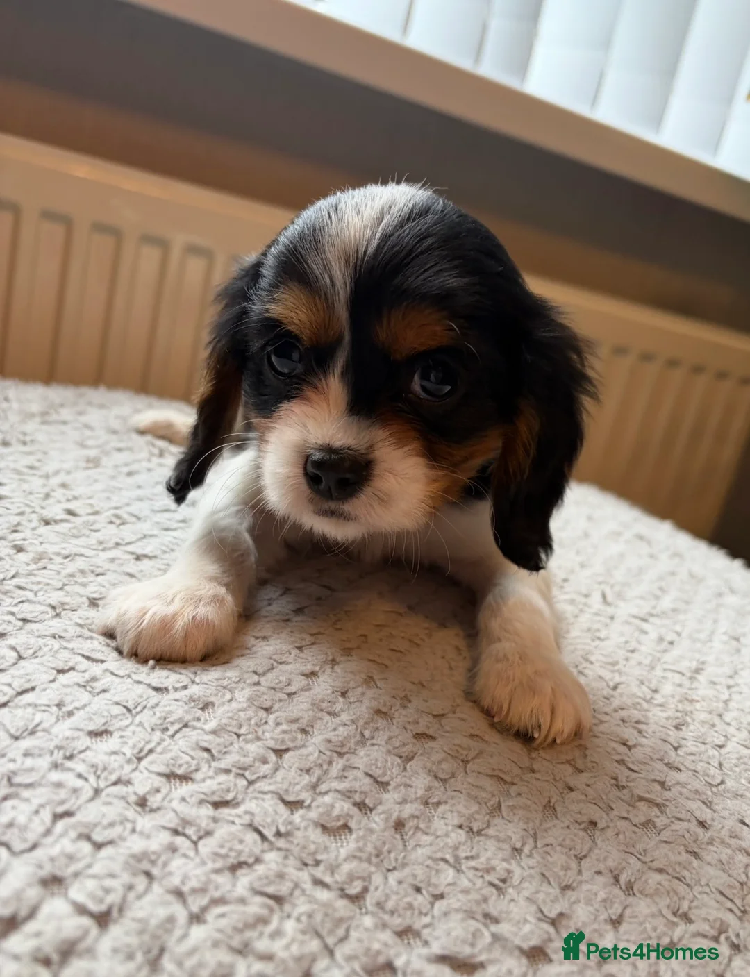 Cavalier King Charles Spaniel dogs for sale: Tri/ Blenheim Cavalier King Charles Puppies ready  - Advert 19