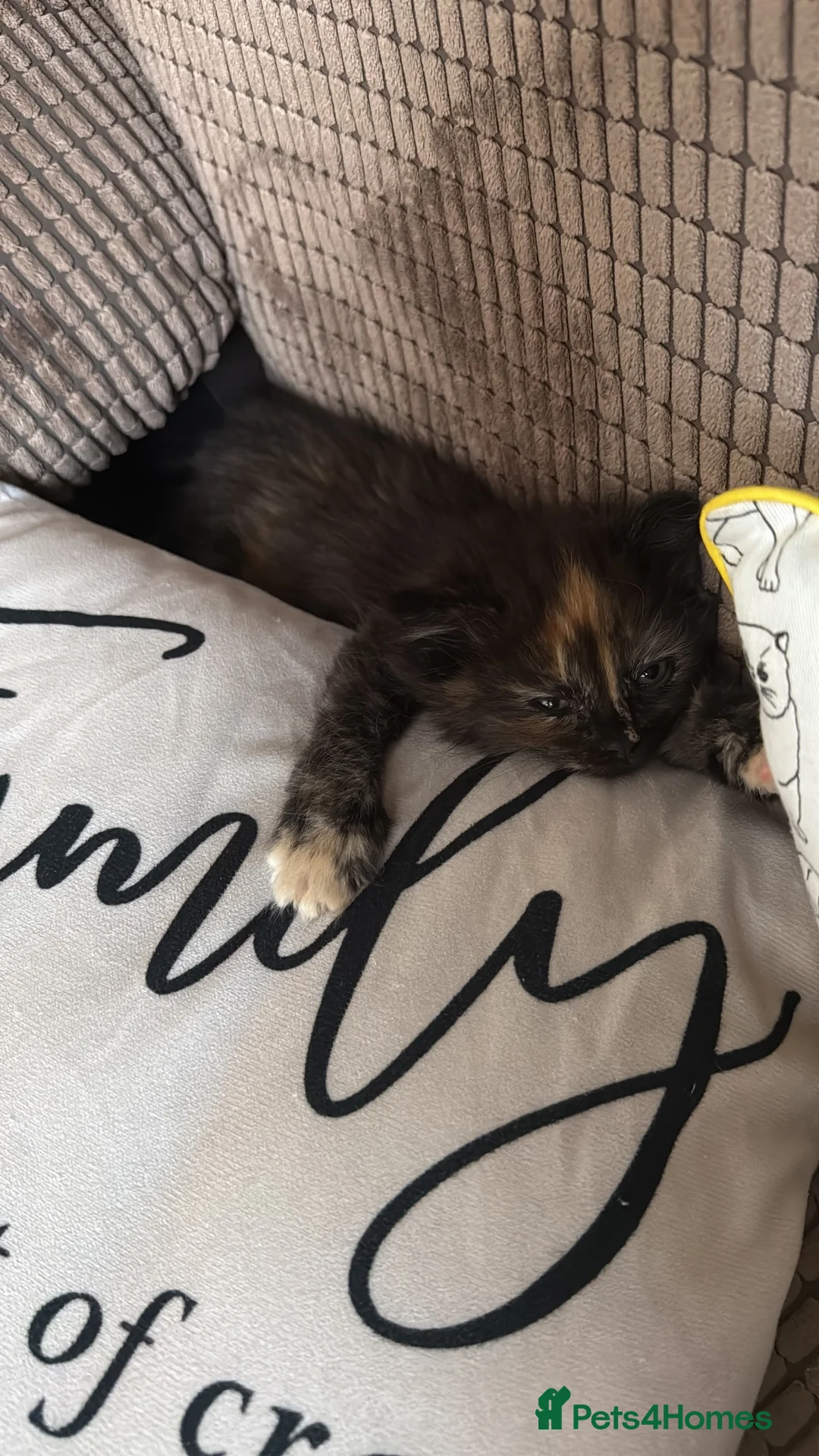 Mixed Breed cats for sale: Mixed breed long hair tortoise  - Advert 2