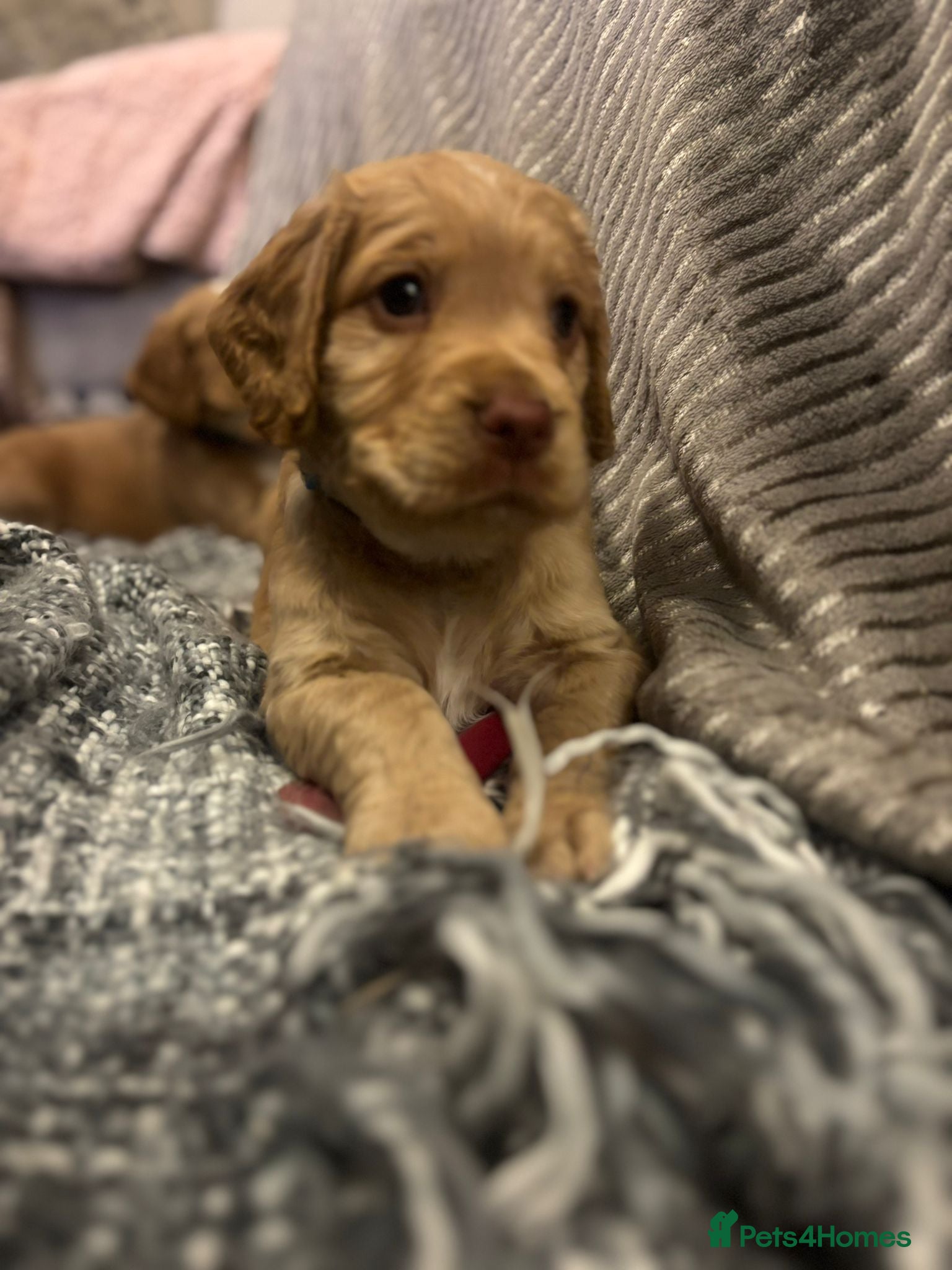 Cocker Spaniel dogs Pedigree Cocker Spaniel 🌟LAST BOY LEFT 🌟  - Advert 17