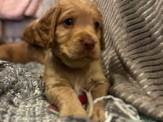 Cocker Spaniel dogs Pedigree Cocker Spaniel 🌟LAST BOY LEFT 🌟 - Advert 5