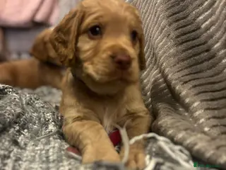 Cocker Spaniel dogs Pedigree Cocker Spaniels SOLD - Advert 5