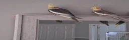 Cockatiels birds for sale: Pair of cockatiels  - Advert 4