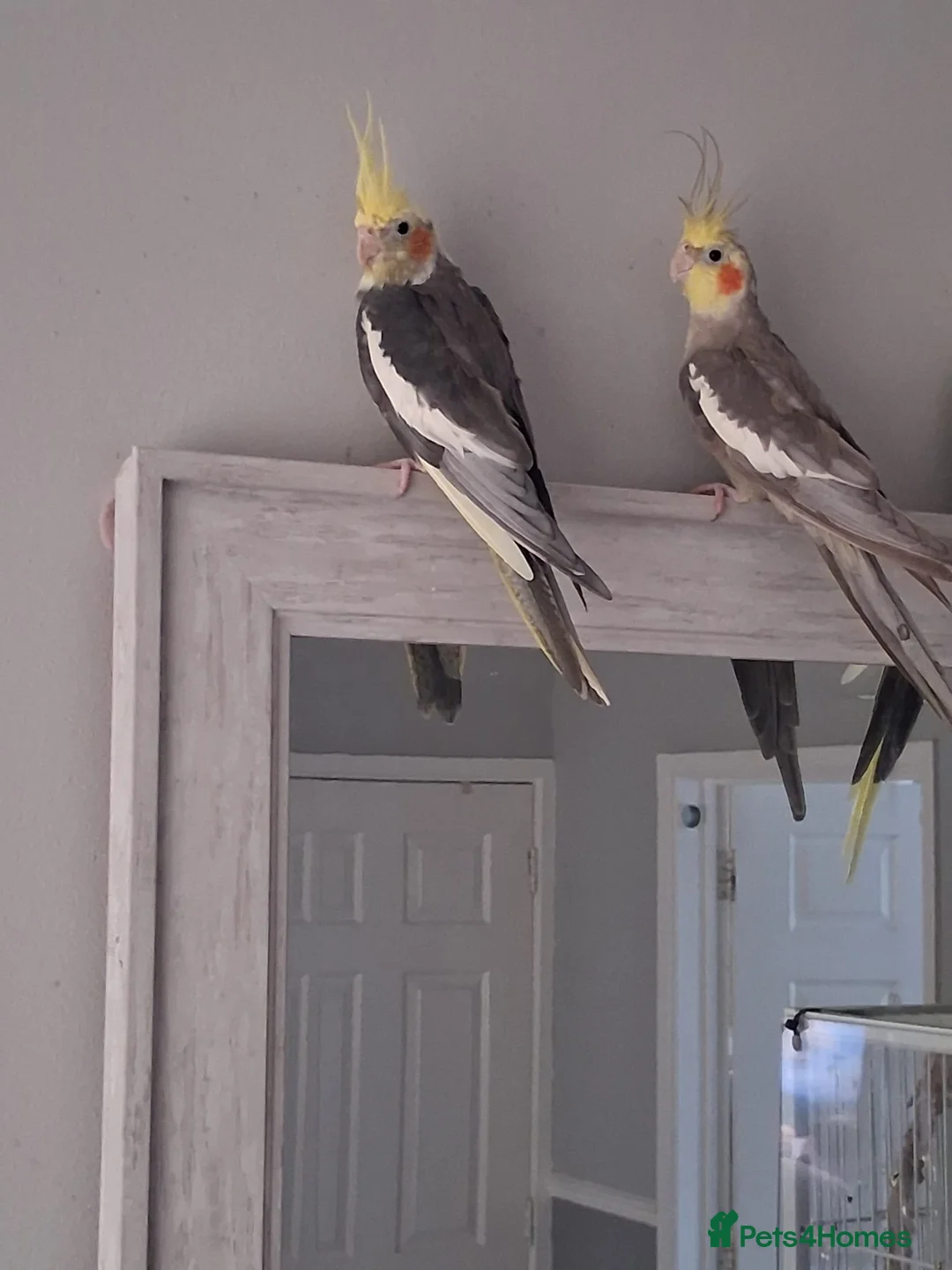Cockatiels birds for sale: Pair of cockatiels  - Advert 4