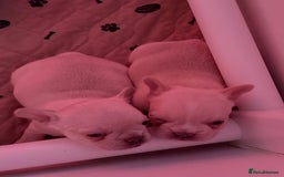French Bulldog dogs for sale: French Bulldog Puppies - Advert 6