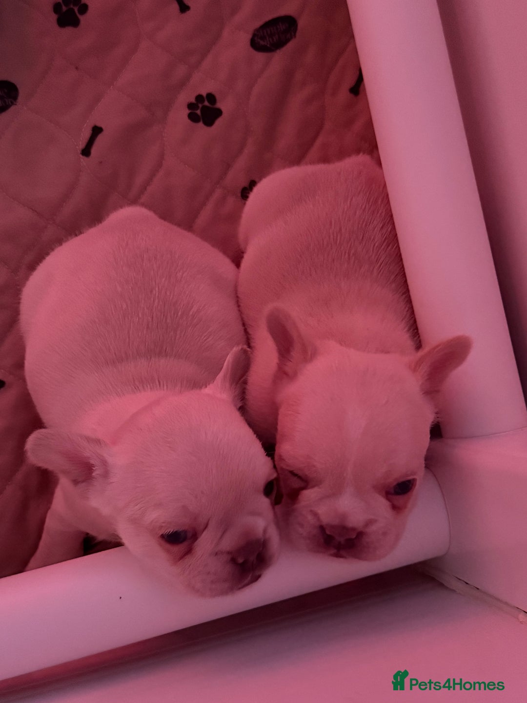 French Bulldog dogs for sale: French Bulldog Puppies - Advert 6