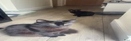 Mixed Breed cats for sale: 1 kitten and 1 cat in Rotherham - Advert 6